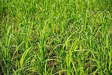 《SD高达 激斗同盟》付费DLC第1波发布 新任务新机体